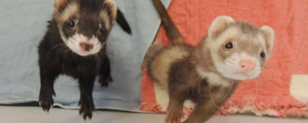 The Cost of Owning a Ferret