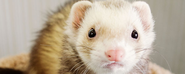 How to Find your Ferret